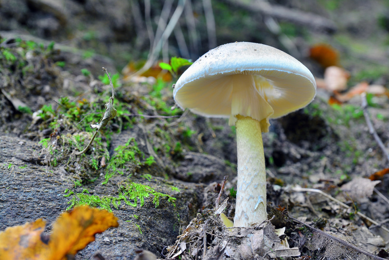 Amanita phalloides, zelena pupavka