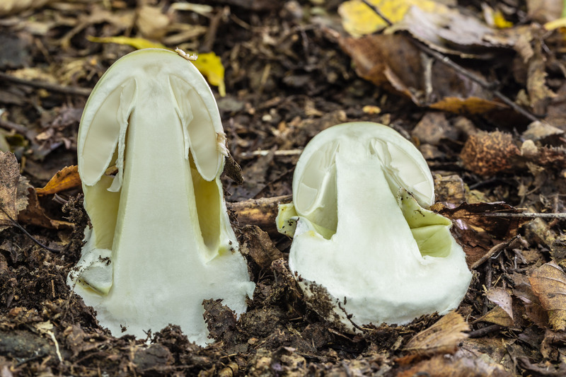 zelena pupavka, Amanita phalloides, presjek