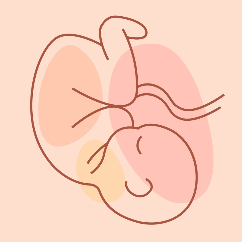 Prikaz bebe u posteljici