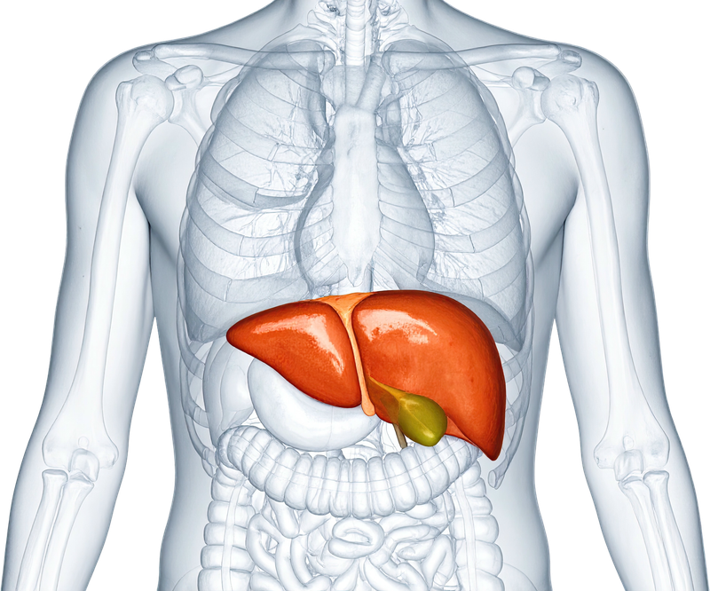 Ilustracija koja prikazuje ljudsku jetru