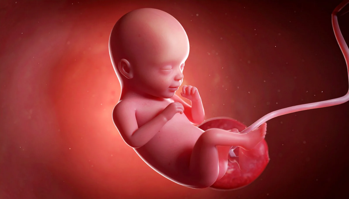 Fetus